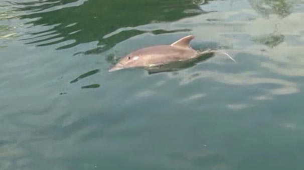 Yavru Yunus Mahsur Kaldı