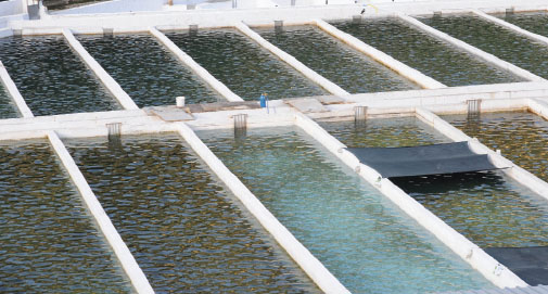 3,5 Milyon Yavru Balık Göllere Bırakıldı