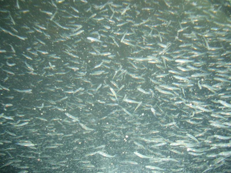 Yunanlılar &#039;Yavru Balık&#039; İçin Pusuda Bekliyor!