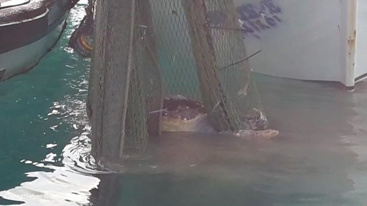 Kaçak Trol Katliamının Kurbanı Yavru Caretta