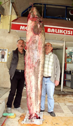 Oltayla 100 Kiloluk Yayın Balığı Yakaladı
