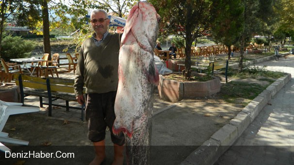 Bu Balığı Oltayla Kızılırmak&#039;ta Yakaladı