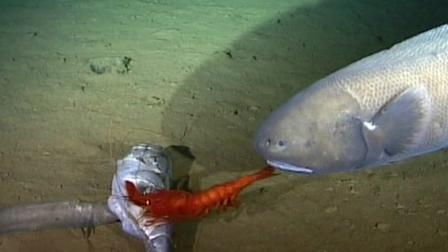 Bilinmeyen Denizlerden İlk Görüntüler