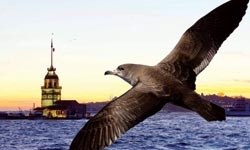 Deniz Kuşları Karadeniz'de Korunacak
