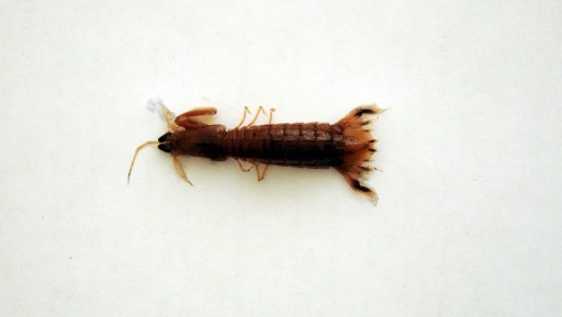 Yeni yengeç türleri karasularımızda