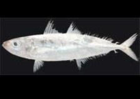 İskenderun’da Yeni Bir Balık