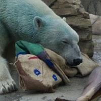 Yeşile Vuran Kutup Ayısı