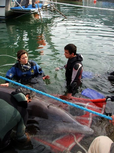 Yunus Sandılar, Ender Bulunan Balina Çıktı
