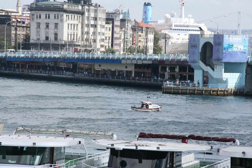 Yunuslar Haliç&#039;te Böyle Fotoğraflandı!