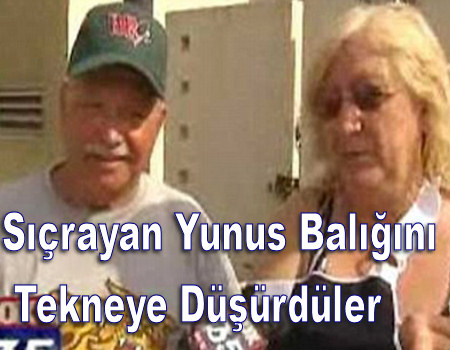 Yunus Balığını Tekneye Düşürdüler