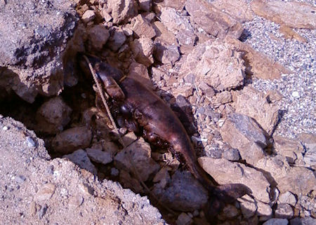 Tuzla Sahilinde Ölü Yunus Şaşırttı