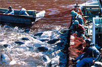 Türkiye'de Kaçak Yunus Alarmı