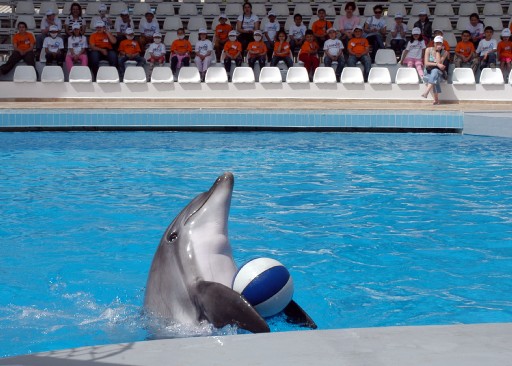 Çocuklara Yunus Gösterisi