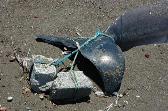 Datça Sahil'de Görülmemiş Vahşet