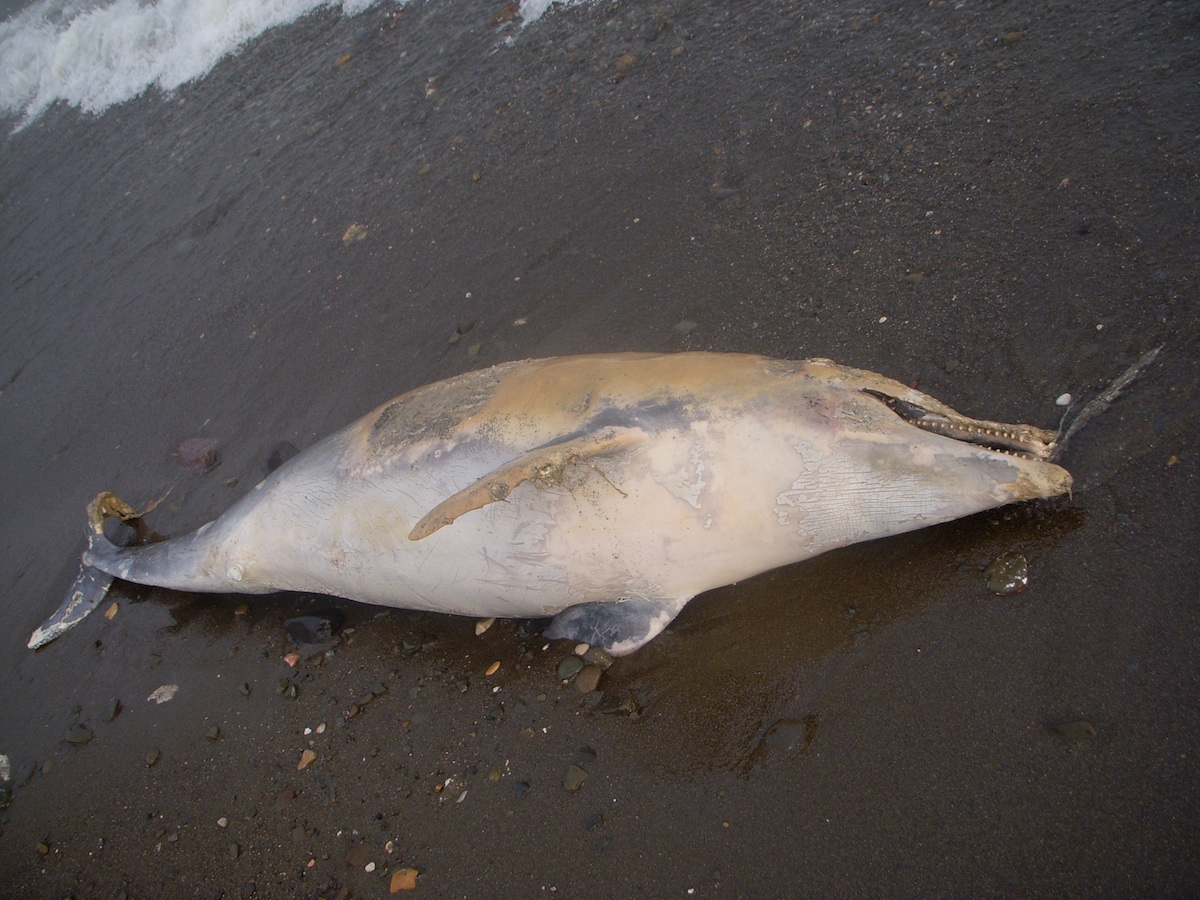 Bunu Yapanlar İnsanlar Olabilir Mi?