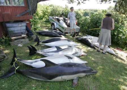 Madagaskar'da Balina Ölümleri