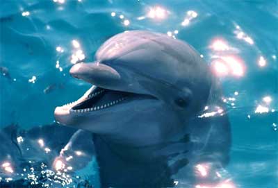 Zavallı Yunusu Yakarak Öldürdüler