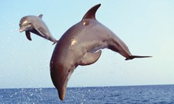 Yunuslar Üzerine Askeri Tatbikat