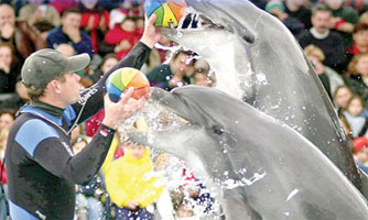 Yunuslara Özgürlük İçin Geliyorlar