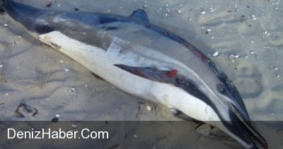 Zonguldak  Sivastopol  Feribot Seferleri