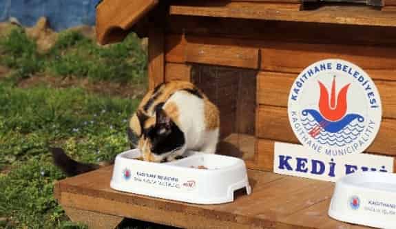 17 Şubat Dünya Kediler Günü Kağıthane’de Kutlandı