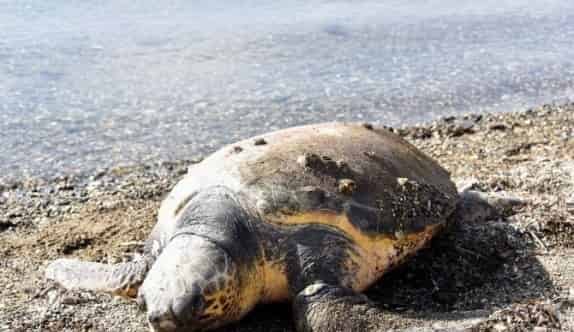 Aliağa Sahilinde Ölü Caretta Caretta Bulundu