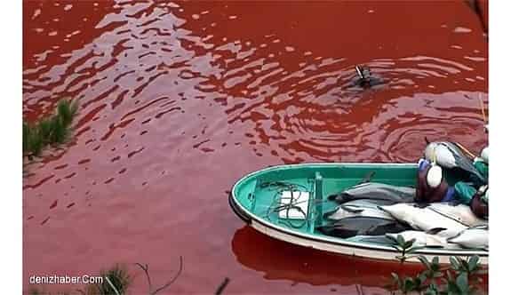Balina Ve Yunuslar Vahşice Öldürüldü
