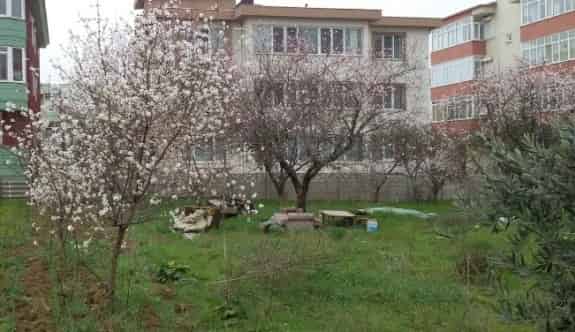 Bandırma’da Kış Ortasında Ağaçlar Çiçek Açtı