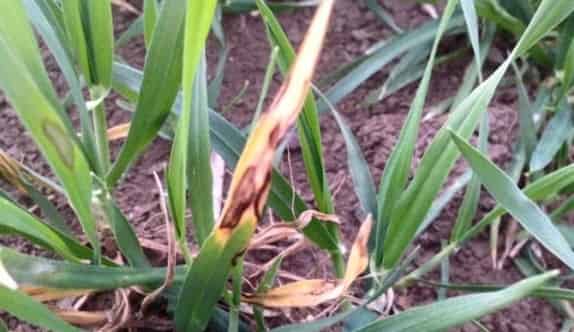 Başkan Turanlı, Septoria Hastalığı’na Dikkat Çekti