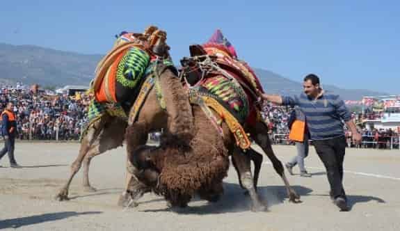 Bozdoğan Deve Güreşleri Büyük İlgi Gördü