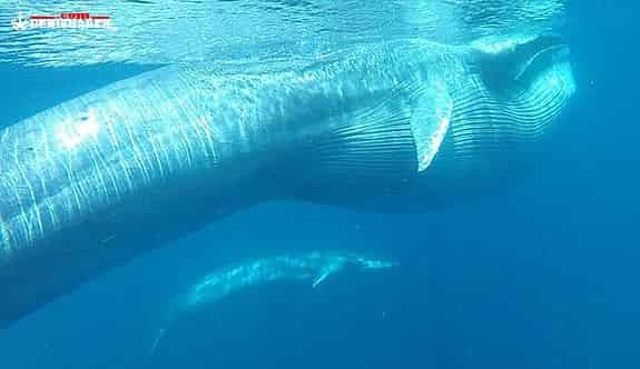 Cüce Uzun Balinanın Sırrı Çözülüyor