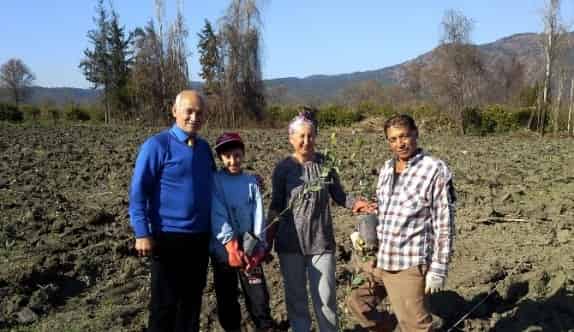 Dalaman Ve Köyceğiz’e Defne Bahçeleri Kuruldu