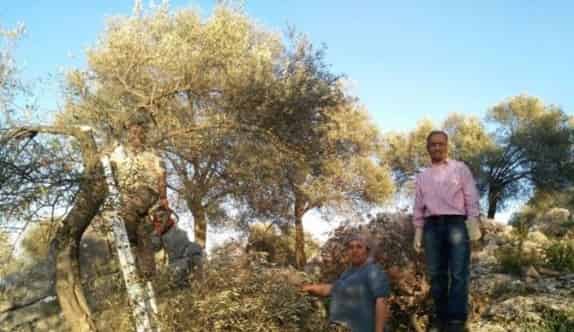 Dalaman’da Zeytin Gençleştirme Ve Budama Gösterisi