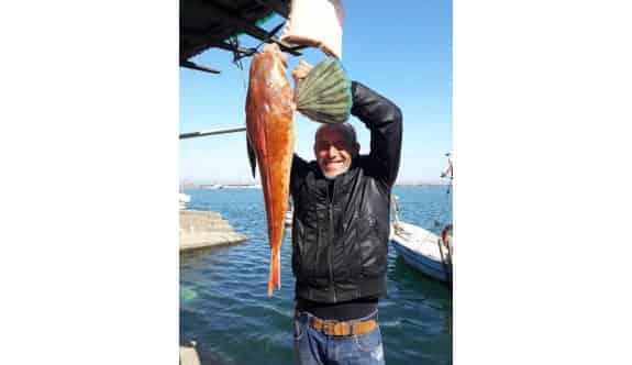 Dev &quot;Uçar Balığı&quot; Fatsa’da Ağlara Takıldı