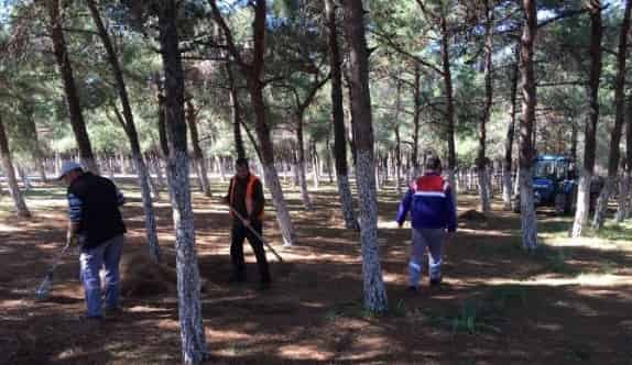 Didim’de Yabani Otlara Karşı Mücadele Başlattı