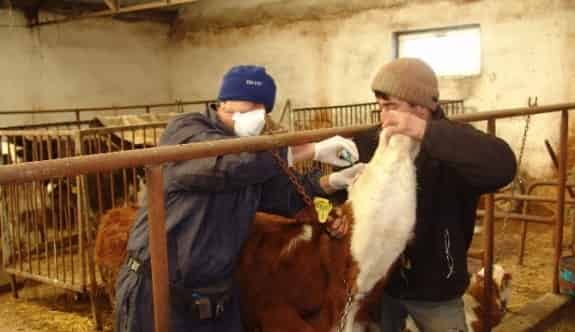 Düzce’de 22 Bin 365 Hayvana Aşı Yapıldı