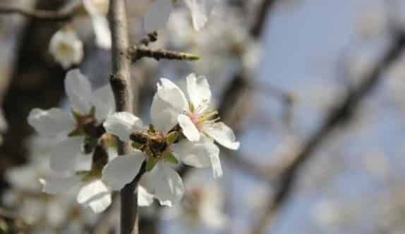 Edirne’de Ağaçlar Yalancı Bahara Aldandı