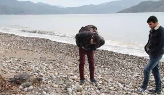 Fethiye Sahiline Ölü Caretta Vurdu