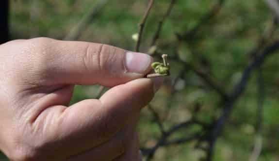Fındık Ağaçları Karanfil Açmaya Başladı