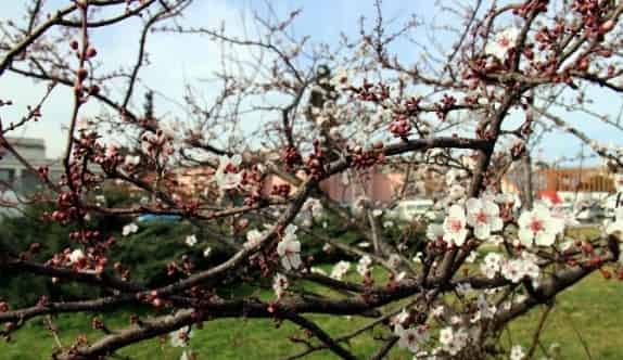 Fındık Ve Meyveleri Bekleyen Büyük Tehlike