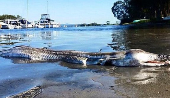 Gizemli yaratık sosyal medyayı ikiye böldü