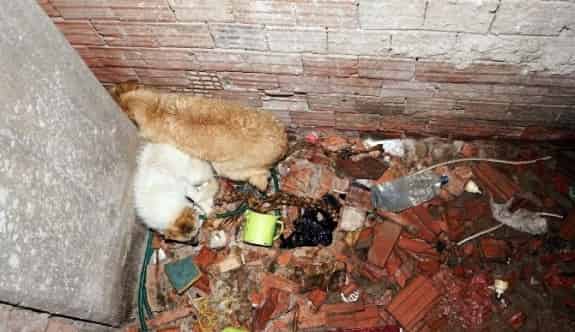 Havalandırma Boşluğuna Düşen İki Köpeği İtfaiye Ekipleri Kurtardı