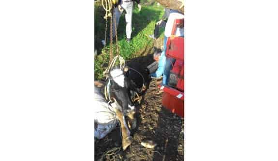 Kanala Düşen Hamile İneği İtfaiye Kurtardı