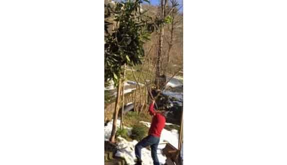 Karadeniz’de Ağaç Böyle Budanır