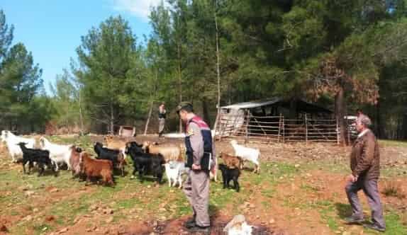 Keçi Hırsızları Jandarmadan Kaçamadı