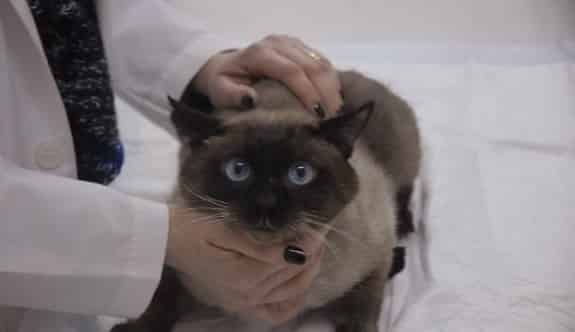 "Kedi Sahipleri Mart Ayına Dikkat Etmeli"