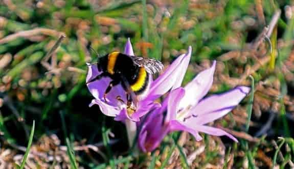 Keles’te Bahar Çiçekleri Erken Açtı