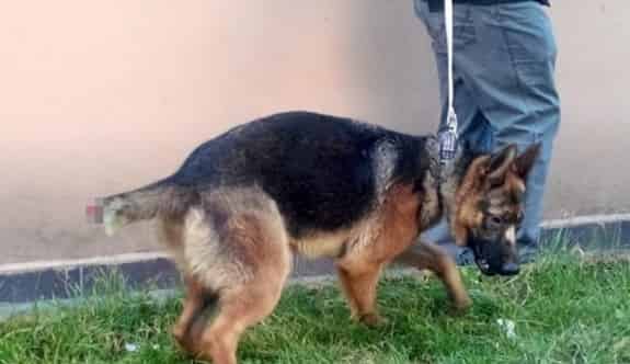 Köpeğe Eziyete Vatandaştan Tepki