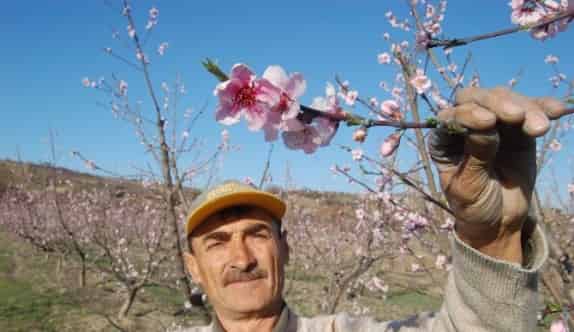 Lapseki İlçesinde Meyve Ağaçları Çiçek Açtı
