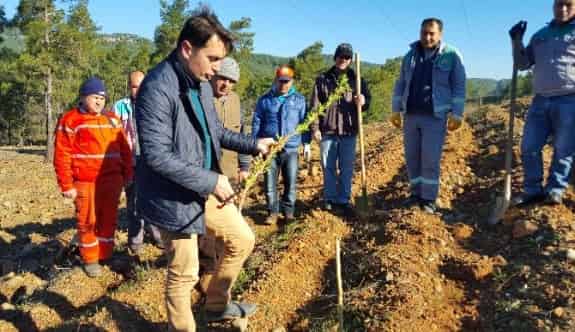 Marmaris’te Sakız Ormanı Kuruldu